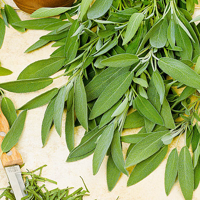 Шалфей Лекарственный