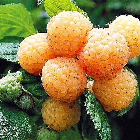 Фото Малина ремонтантная Поранна роса