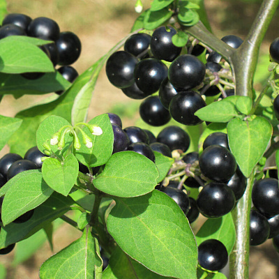 Паслён Сараха