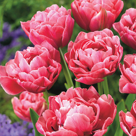 Фото Тюльпан Аверон