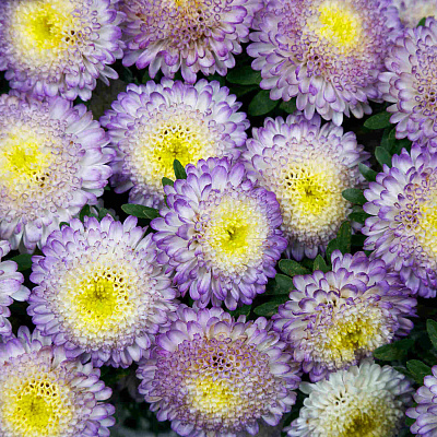 Астра Бонита топ блю