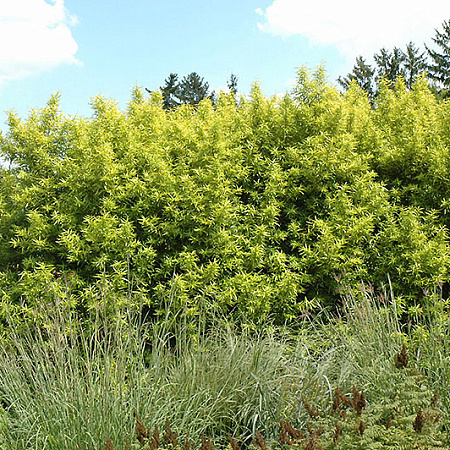 Фото Ива сахалинская Голден Саншайн