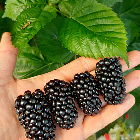 Ежевика Глория