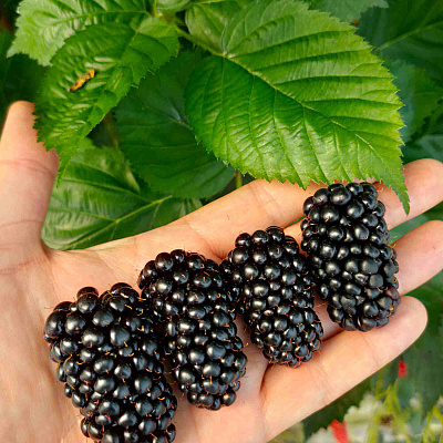 Ежевика Глория