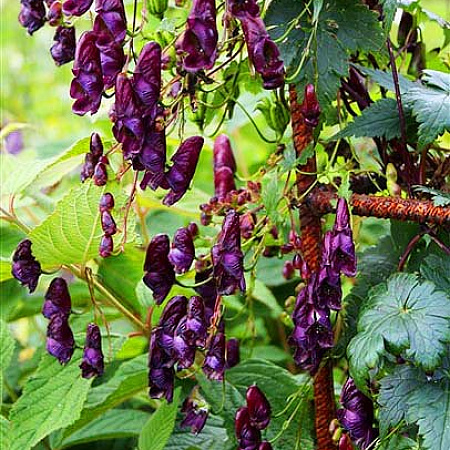 Фото Аконит Красное вино