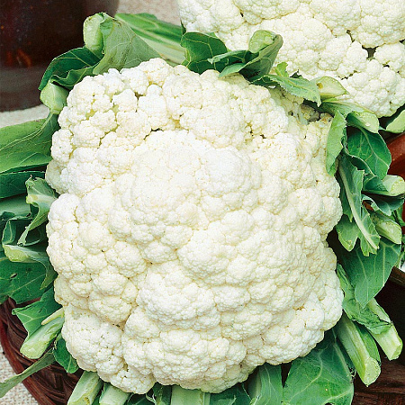 Фото Капуста цветная Белкорт F1 12шт