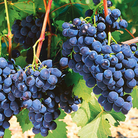 Фото Виноград Альфа