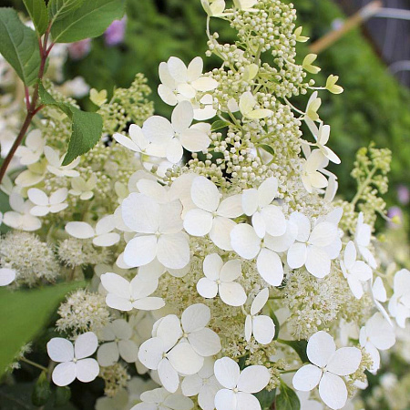 Фото Гортензия Брасселс лейс