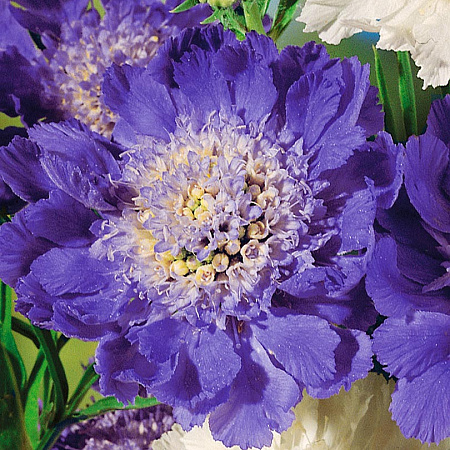 Фото Скабиоза Дом Исаака набор