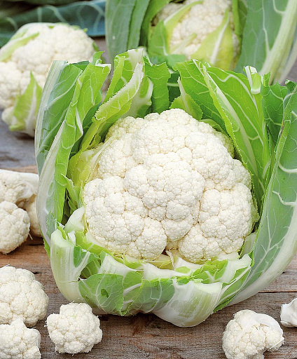 Купить семена Капуста цветная Леканю F1 — от НПО Сады Росcии