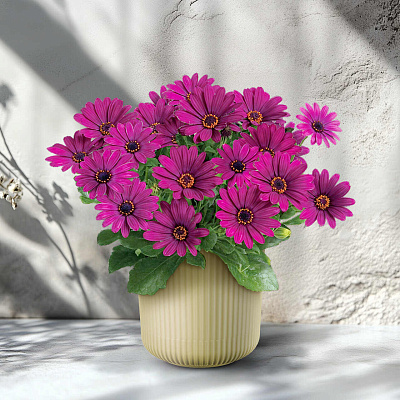 Остеоспермум Санни Мэри