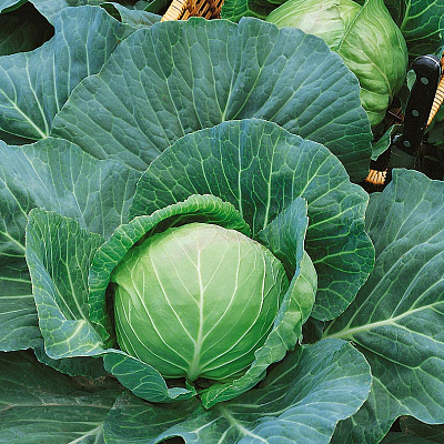 Капуста белокочанная Лагрима F1 16шт