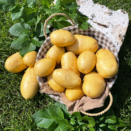 Фото Картофель Банкир