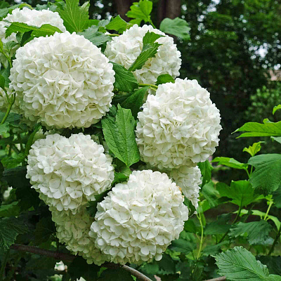 Калина Бульдонеж