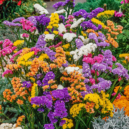 Фото Статица Тихий океан Яркий набор