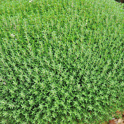 Тимьян обыкновенный Фредо