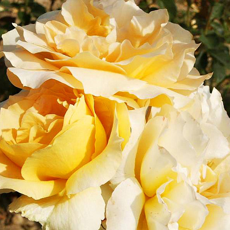 Фото Роза чайно-гибридная Казанова