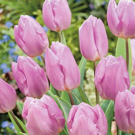 Фото Тюльпан Конфетный принц