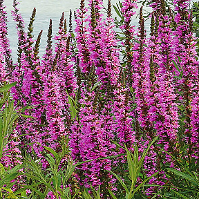 Дербенник иволистный