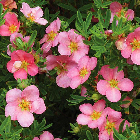 Фото Курильский чай Прекрасный розовый