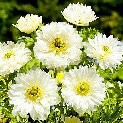 Ветреница (анемона) Эверест