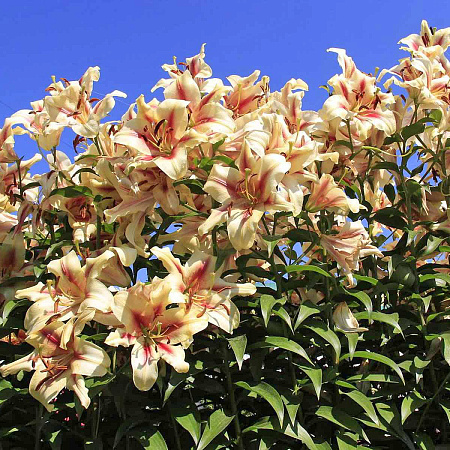 Фото Лилия ОТ-гибрид Лавон