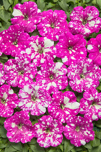 Купить семена Петуния Млечный путь Насыщенно-розовая — от НПО Сады Росcии