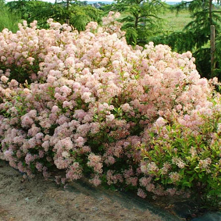 Фото Краснокоренник (цеанотус) бледный Мари Симон