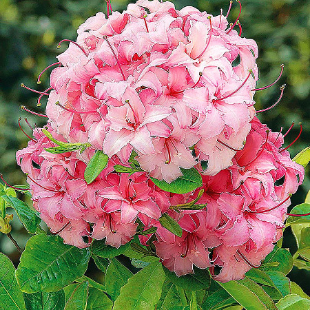 Фото Азалия Корнелия