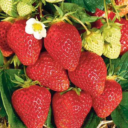 Фото Земляника садовая Ламбада
