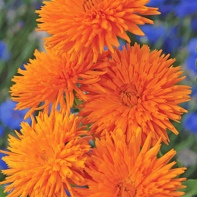 Календула лекарственная Оранжевый дикобраз