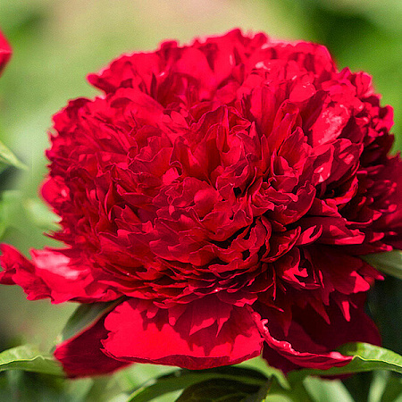 Фото Пион Ред Шарм