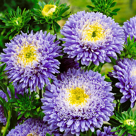 Фото Астра Принцесса Голубая