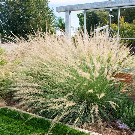 Фото Мюленбергия Линдхеймера