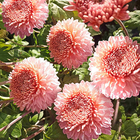 Фото Хризантема корейская Розалинда