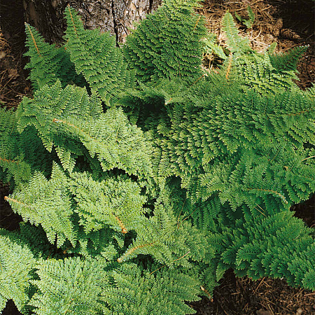 Фото Многорядник щетинконосный Плюмозум Денсум