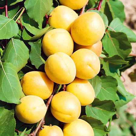 Фото Абрикос комплект №1:Кичигинский,Погремок,Чемальский белый