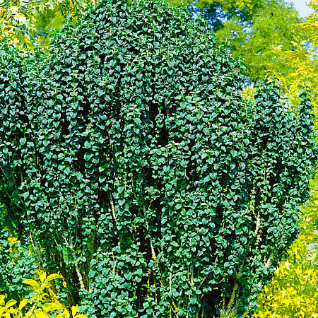 Фото Дёрен Компресса