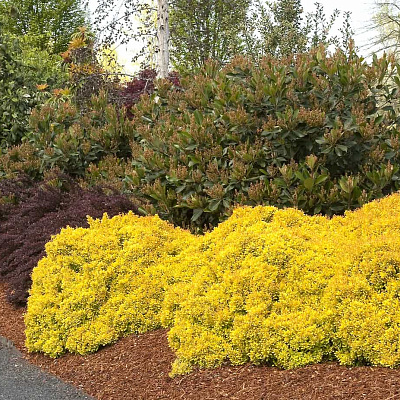 Барбарис тунберга Санни