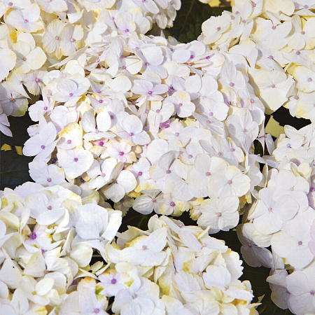 Фото Гортензия крупнолистная Мадам Эмили Муйер