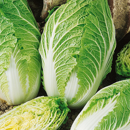 Фото Капуста пекинская Табалуга F1 16шт