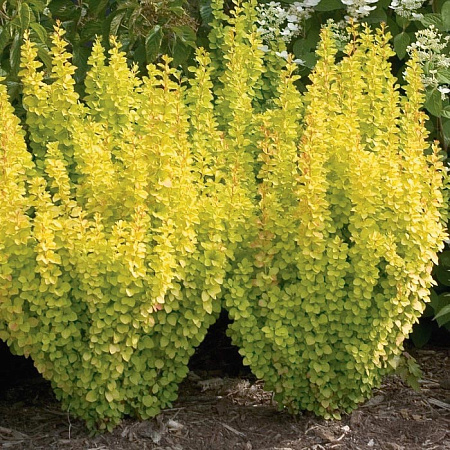 Фото Барбарис тунберга Голден Торч