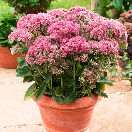 Фото Седум Карл