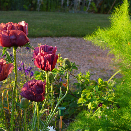 Фото Мак Сливовый пирог