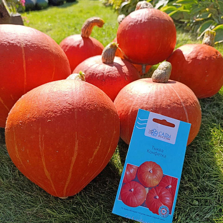 Фото Тыква Конфетка F1