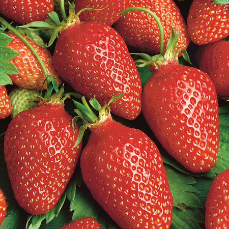 Фото Земляника садовая Гаригуэтта