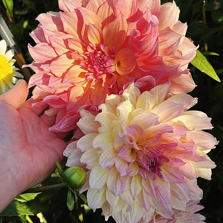 Фото Георгин крупноцветковый Пасодобль