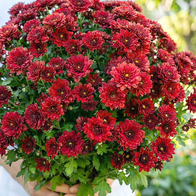 Хризантема корейская Спелая вишня