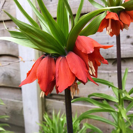 Фото Рябчик императорский Рубра