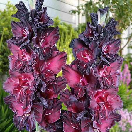 Фото Гладиолус Ром и Кола